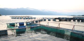 Revierte Sefader insuficiencia alimentaria con producción de peces