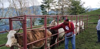Continúa Sefader campaña de vacunación contra rabia en ganado