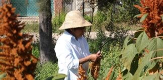 Con más de 40 cursos agropecuarios promueve Icapet desarrollo económico de la población