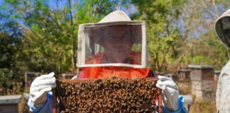 Sefader combate plagas en apiarios de la Costa; continúan acciones de sanidad animal