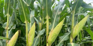 Busca Sefader tecnificar 5 mil hectáreas de cultivos en Valles Centrales