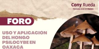 Realizarán en el Congreso foro sobre hongos para sanación; analizan despenalización