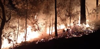 Atiende Gobierno de Oaxaca incendios forestales suscitados en la entidad
