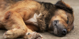 Investiga Fiscalía probable envenenamiento de perros en Pueblo Nuevo