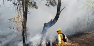 Activos ocho incendios forestales en el estado: Coesfo