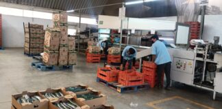 Productores de Huixtepec abren puertas comerciales hacia Estados Unidos y Canadá