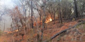 Atiende Coesfo incendio en San José Achiutla