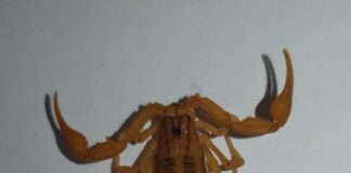 Pide SSO extremar medidas para prevenir la reproducción de alacranes en hogares
