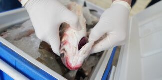 Estrecha vigilancia en Operativo Cuaresma Limpia 2024: SSO