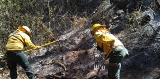 Liquida Coesfo incendio forestal en la agencia de Asunción Mixtepec