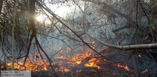 Combate Coesfo incendio forestal en Santa María Tonameca