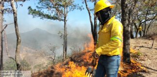 Atiende Coesfo incendio forestal activo en la región del Istmo