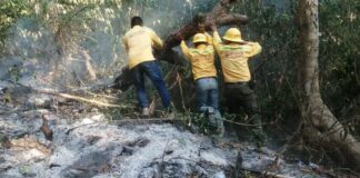 Liquida Coesfo incendio forestal en Santos Reyes Nopala y San Gabriel Mixtepec