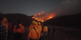 DETRÁS DE LA NOTICIA: Incendios provocados para ampliar el cultivo de maguey y estupefacientes
