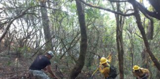 Bajo control total incendio en Lachiguiri y Guienagati: Coesfo