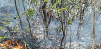 Atiende Coesfo incendio forestal en San Pedro Amuzgo