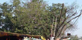 Tibia reacción del ayuntamiento de San Jacinto Amilpas a tala ilegal