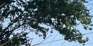 En Oaxaca, priistas llaman corrupto al líder nacional, Alito