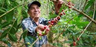 Tendrán proyección nacional e internacional cafetaleras y cafetaleros de Oaxaca