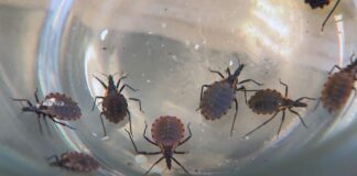 Limpieza de los hogares esencial para evitar enfermedad de Chagas