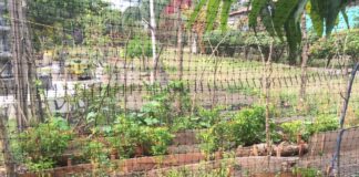 Huertos familiares en Acatlán, alternativa de las mujeres para una economía sustentable