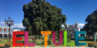 Velasco: su amigo el árbol