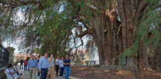 Instalan Comité para la atención del milenario Árbol del Tule