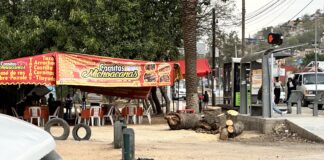 Sin miedo a la autoridad, en San Jacinto Amilpas no ocupan permiso para talar y derribar arbolado