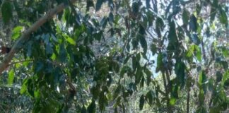 Controlan 100% incendio intermunicipal en Pluma Hidalgo y San Pedro Pochutla