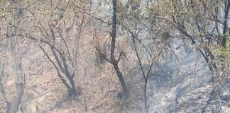 Atiende Coesfo incendio forestal en Ixtlán de Juárez