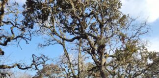 Combaten de manera crucial reactivación de incendio en Tepelmeme Villa de Morelos