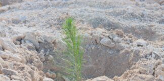 Se suma Sego a Mega Tequio de Reforestación en San Juan Bautista Coixtlahuaca