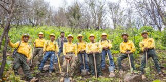 Reforesta Coesfo 11 hectáreas en Asunción Mixtepec