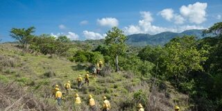 Realiza Coesfo primera Jornada de Reforestación en Santo Domingo Teojomulco