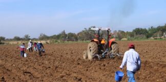 Promueve Sefader conservación de maíces nativos y mejor rendimiento de cosechas en Oaxaca