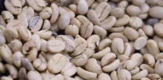 Anuncian la Convención del Café Oaxaqueño 2024