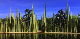 Realizará Seculta segunda edición de “Tardes de Jardín”, en el Etnobotánico