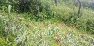 Gobierno oaxaqueño pondrá en marcha Plan Emergente de producción de semillas