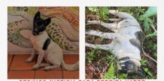 Brutal acto de crueldad animal en San Mateo Río Hondo; ya investiga la Fiscalía
