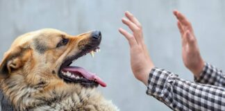 Fiscalía brinda acompañamiento legal a mujer para lograr acuerdo reparatorio por lesiones sufridas por ataque de perros en Santa Lucía del Camino