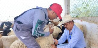 Sefader inicia campaña contra brucelosis en San Juan Bautista Coixtlahuaca
