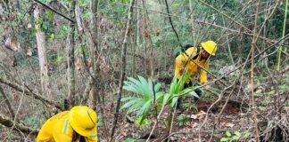 Plantan en Santa María Huatulco 540 árboles producidos en viveros de Coesfo