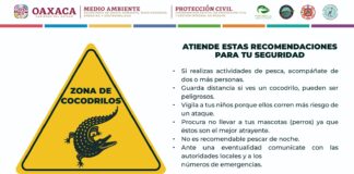 Emiten recomendaciones ante presencia de cocodrilos en playas de la Costa de Oaxaca