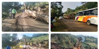 Carretera 182 cerrada por labores de retiro de un árbol caído