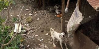 Investiga Fiscalía acto de crueldad animal en el Tule