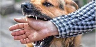 Detienen a dos personas relacionadas con ataque de perro a adolescente, quedan a disposición de la Fiscalía de Oaxaca