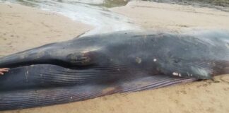 Localizan Ballena muerta en Playa de Tonameca