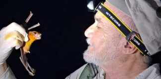 Importante respetar y proteger la diversidad de murciélagos en Oaxaca