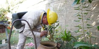 Continúa Valles Centrales a la cabeza por casos de dengue: SSO