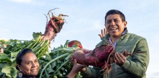 Reconoce Gobernador Salomón Jara fortaleza de la tradición de la Noche de Rábanos, cosechan más 14 toneladas del tubérculo